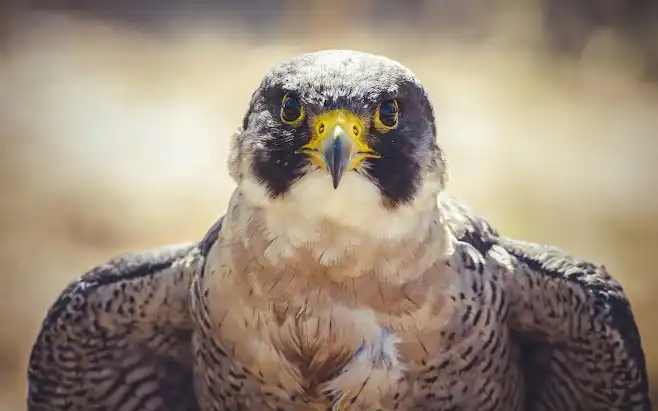 A Falcon standing with his Pride and Harmony