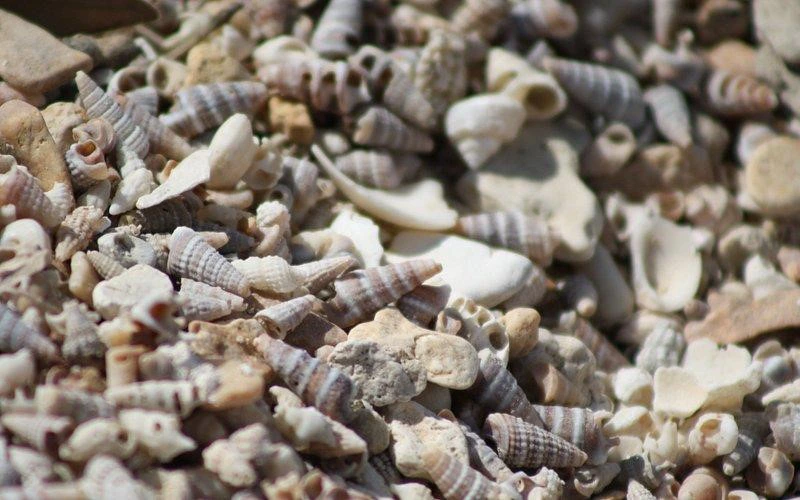 Sea Snail Shells on Purple Island 